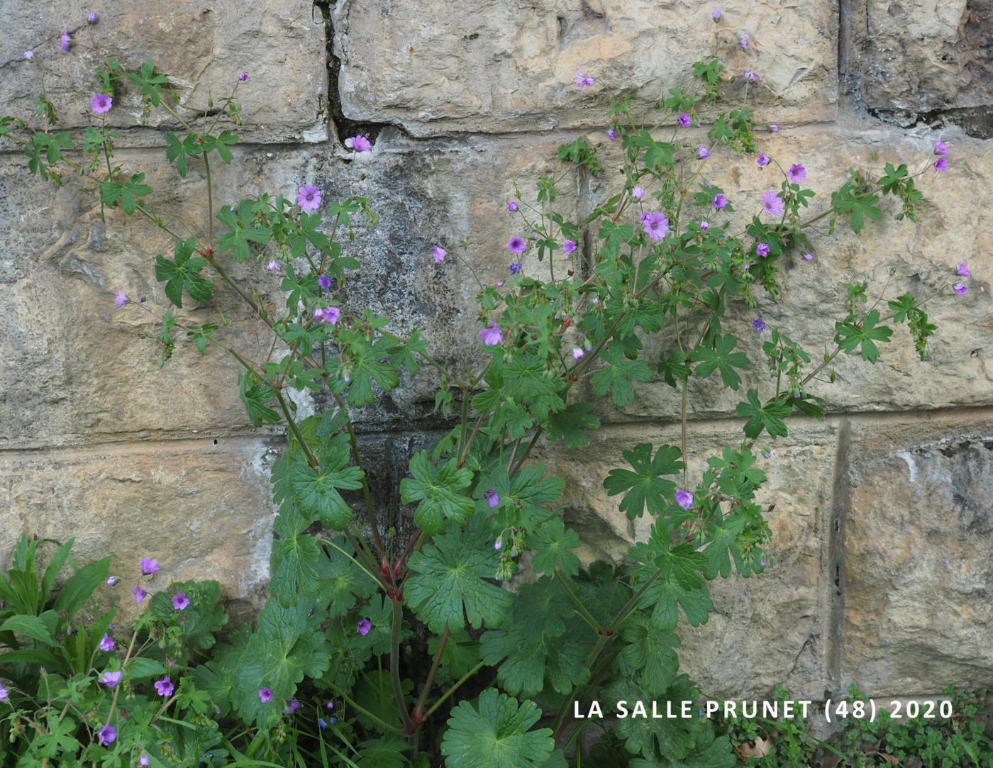 Cranesbill, Hedgerow plant